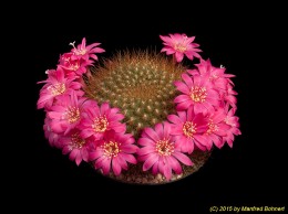 Rebutia violaciflora f. luteispina 1812